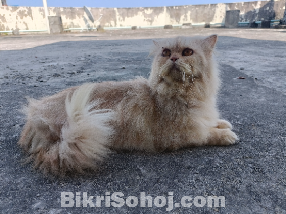 Persian cat